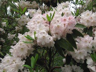 IMG_1246_Rhododendron_Loderi Rhododendron 'Loderi'