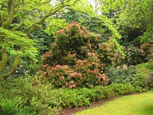 IMG_1255_Pieris_in_woodland_garden Pieris in woodland garden