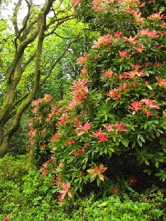 IMG_1256_Pieris Pieris in woodland garden