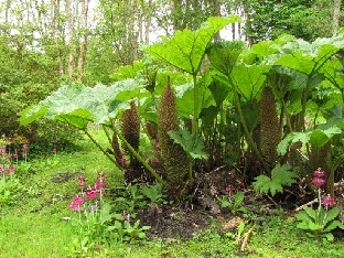 IMG_1273_Gunnera Gunnera