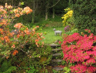 IMG_1431_stairs_and_azaleas