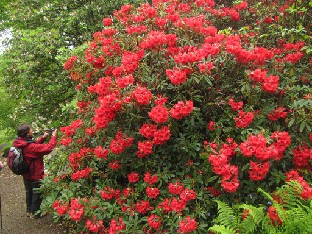 IMG_1597_Rosemary_and_a_red_hybrid Photographing a red Rhododendron hybrid