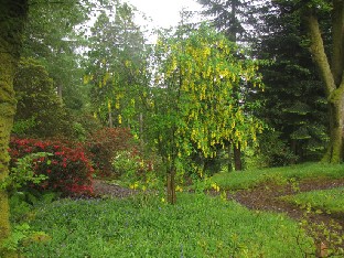 IMG_1603_Laburnum_anagyroides Laburnum anagyroides