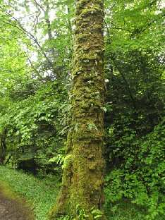 IMG_1608_ferns_growing_on_a_tree Ferns grow on a tree up to the top