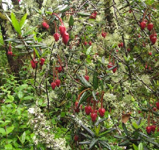 IMG_1349_Crinodendron_hookerianum Crinodendron hookerianum