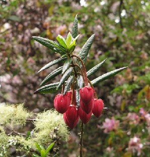 IMG_1350_Crinodendron_hookerianum Crinodendron hookerianum