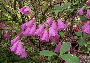 IMG_1354_cinnabarinum_ssp_tamaense Rhododendron cinnabarinum ssp. tamaense