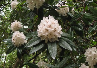 IMG_1382_Rhododendron