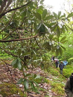 IMG_1016_Rhododendron_from_subsection_Grandia Rhododendron , subsection Grandia