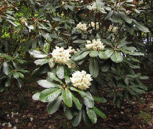 IMG_1018_falconeri Rhododendron falconeri