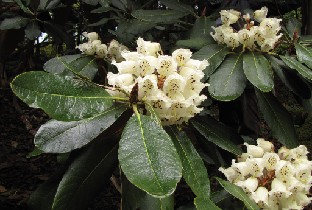 IMG_1020_falconeri Rhododendron falconeri