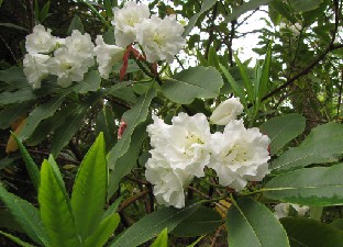 IMG_1025_double_griffithianum Rhododendron griffithianum , double flowers