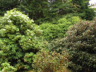 IMG_1035_Rhododenrons_strigillosum_at_back Rhododendron species