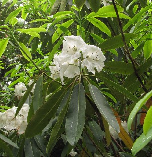 IMG_1043_griffithianum Rhododendron griffithianum