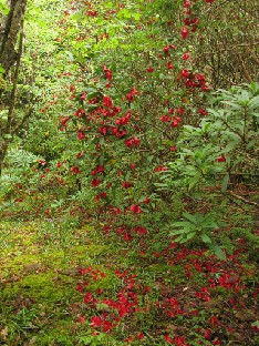 IMG_1051_neriiflorum Rhododendron neriiflorum