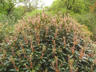 IMG_1061_ochraceum Rhododendron ochraceum