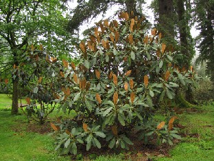 IMG_0834_Rh_falconeri_ssp_falconeri Rhododendron falconeri ssp. falconeri