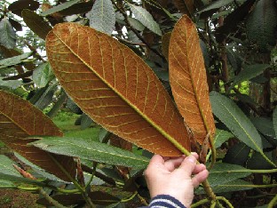 IMG_0836_Rh_falconeri_ssp_falconeri Rhododendron falconeri ssp. falconeri