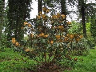 IMG_0837_Rh_arizelum Rhododendron arizelum