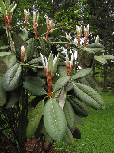 IMG_0841_Rh_kesangiae_ssp_kesangiae Rhododendron kesangiae ssp. kesangiae