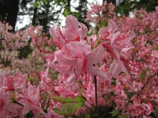 IMG_0843_Rh_prinophyllum Rhododendron prinophyllum . The label on the plant says it is R. canescens but this does not match the description of the species. (1984.8021 C)