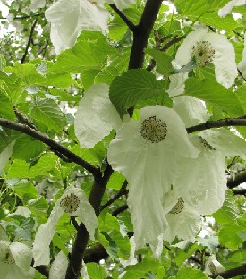 IMG_0846_Davidia_involucrata Davidia involucrata