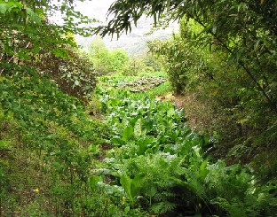 IMG_0851_wetland_at_Benmore