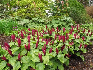 IMG_0854_Trilliums_and_Rheum Trilliums and Rheum