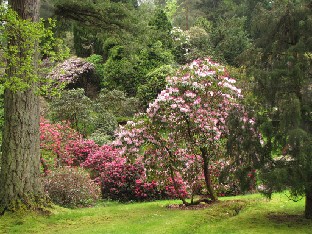 IMG_0863_Rhododendrons_at_Benmore
