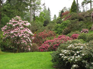 IMG_0865_Rhododendrons_at_Benmore