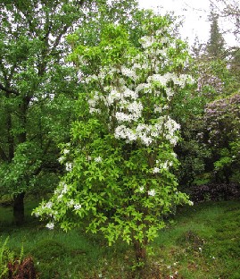 IMG_0882_Rh_augustinii_ssp_hardyi Rhododendron augustinii ssp. hardyi