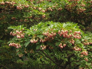 IMG_1806_Enkianthus Enkianthus sp.