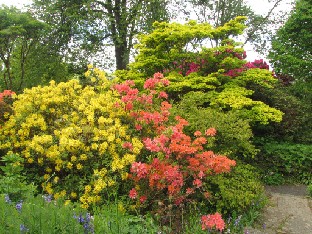 IMG_1807_azaleas Azaleas