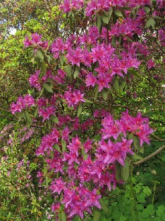 IMG_1814_Rhododendron_tricanthum Rhododendron tricanthum