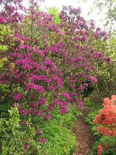 IMG_1815_Rhododendron_tricanthum Rhododendron tricanthum