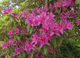 IMG_1816_Rhododendron_tricanthum Rhododendron tricanthum