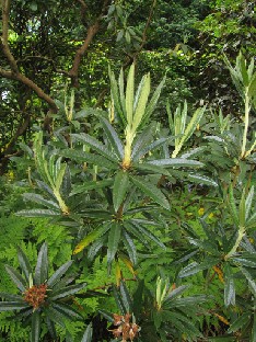 IMG_1821_alutaceum_var_iodes_exbury_form Rhododendron alutaceum var. iodes Exbury form