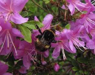 IMG_1823_pollinating Pollinating