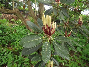 IMG_1826_rex_ssp_fictolacteum Rhododendron rex ssp. fictolacteum