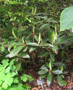 IMG_1839_bureavioides_Sichuan_or_is_it_long_petiole Rhododendron bureaviodes from Sichuan. Oddly long and not bent petiole for a bureavioides .