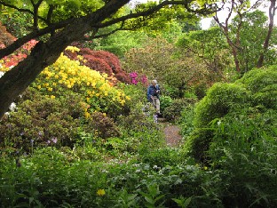 IMG_1848_John_walking_in_the_garden