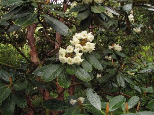 IMG_1525_falconeri Rhododendron falconeri