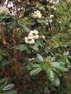 IMG_1526_falconeri Rhododendron falconeri