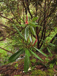 IMG_1541_montroseanum Rhododendron montroseanum