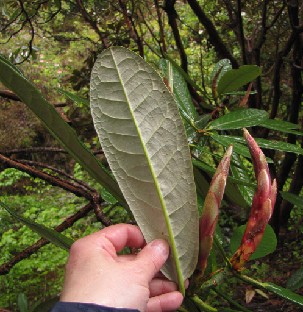 IMG_1542_montroseanum Rhododendron montroseanum