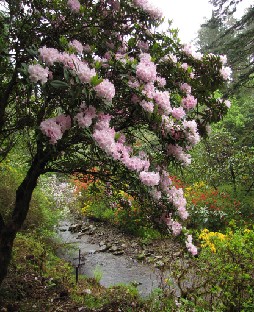 IMG_1552_rhododendron_tree