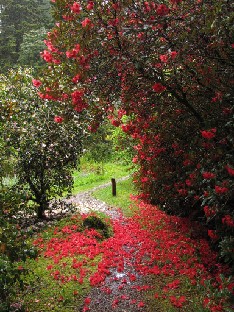 IMG_1558_cerasinum Rhododendron cerasinum