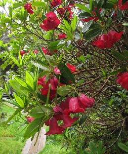 IMG_1560_cerasinum Rhododendron cerasinum