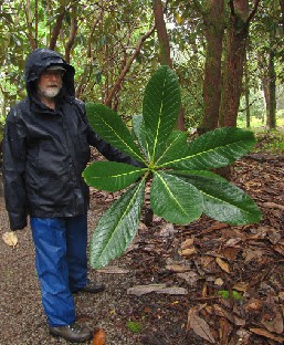 IMG_1568_Rh_sinogrande_at_Crarae_Gardens Rhododendron sinogrande