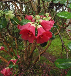 IMG_1575_thomsonii Rhododendron thomsonii